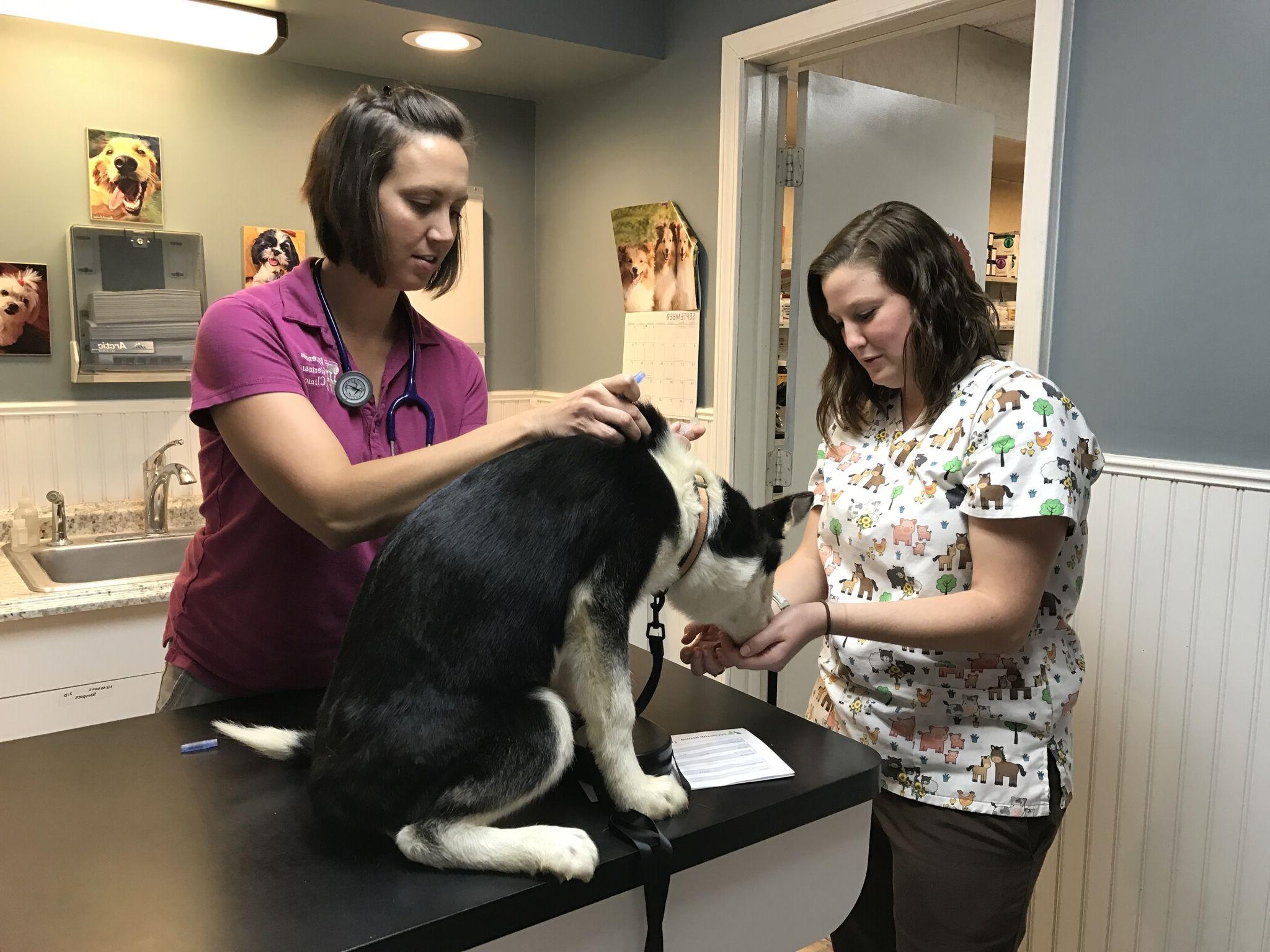 Two vet techs examining a dog